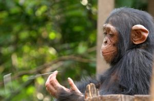 449912_baby_chimpanzee.jpg