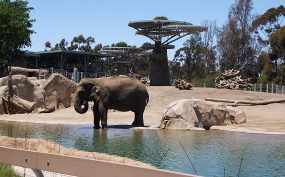 San Diego Zoo（サンディエゴ動物園）