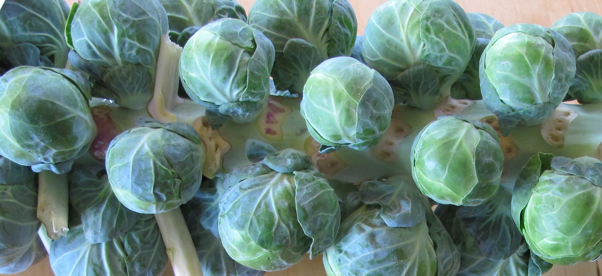 アメリカの食材を食べる！12【芽キャベツ】