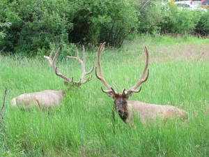 IMG_0622