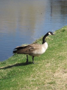 IMG_6100a