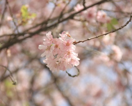 IMG_4050
