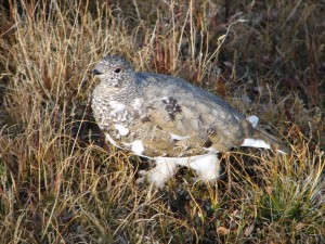 IMG_6173