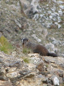 IMG_6208a