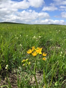 Flint Hills