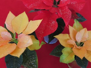 IMG_9729 (2)