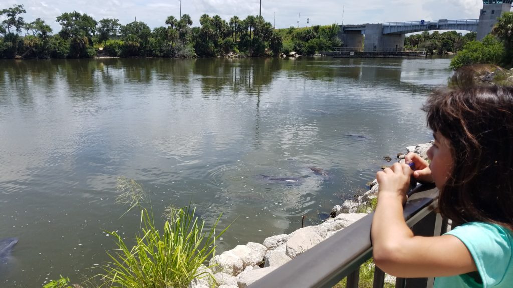 Manatee Observation Deck