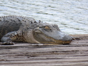 🐊