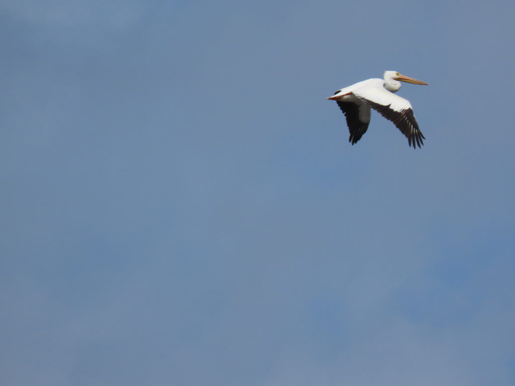 American white pelican