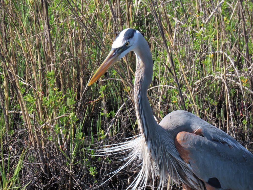Great Blue Heron