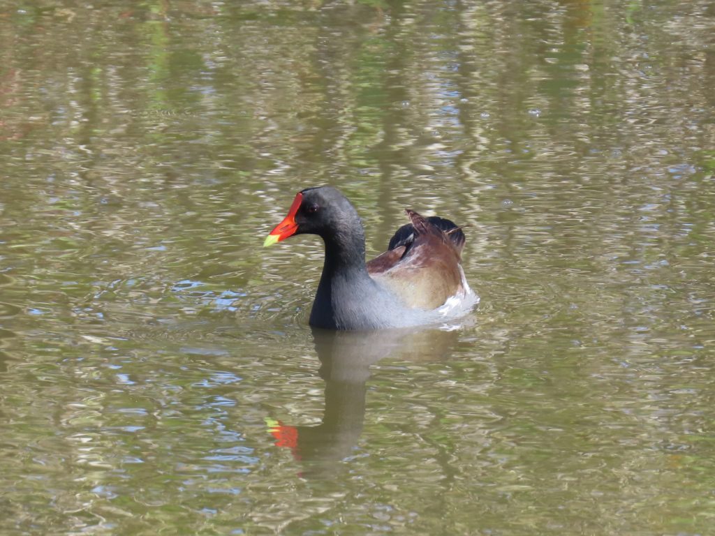 Common Moorhen
