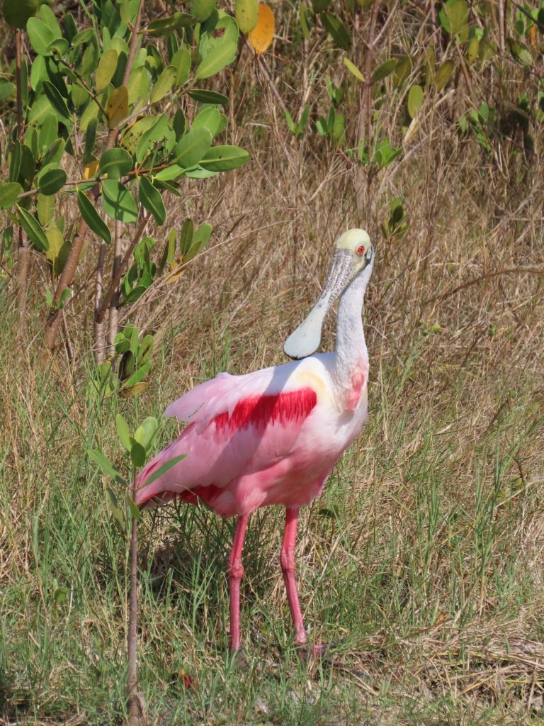 Roseate Spoonbill