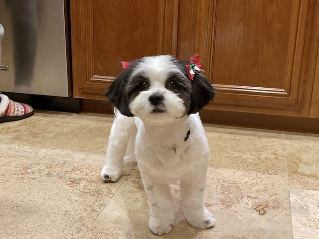 アメリカで犬を飼う