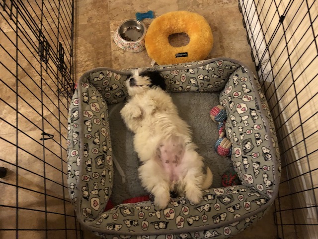 Puppy Sunny