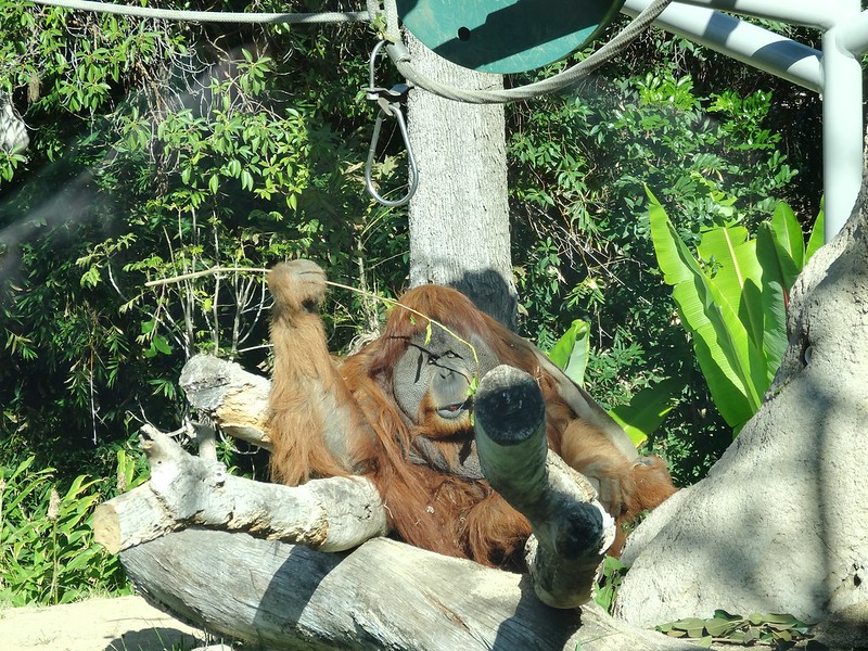 サンディエゴ動物園について調べてみた