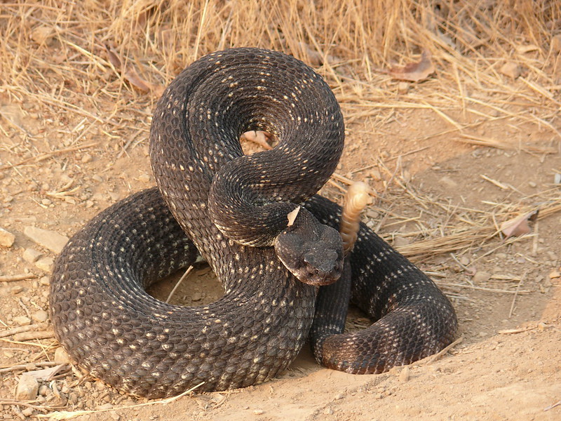 アメリカのガラガラへびについて調べてみた – アメリカで10倍うまく