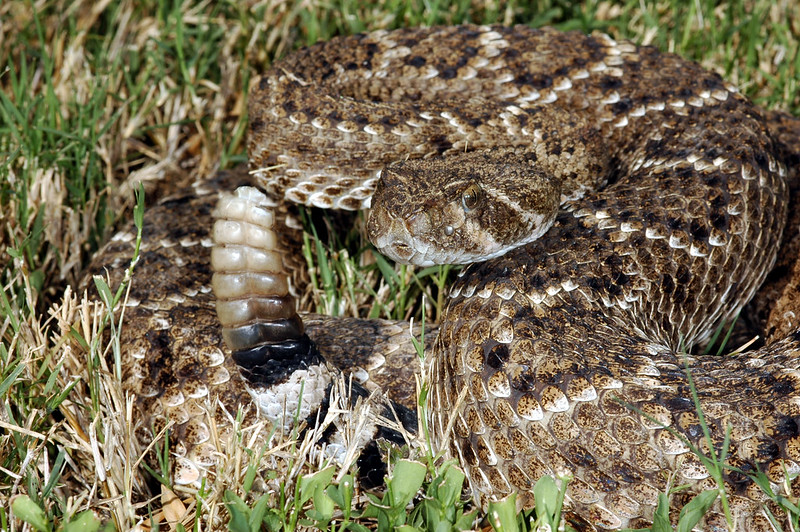 アメリカのガラガラへびについて調べてみた