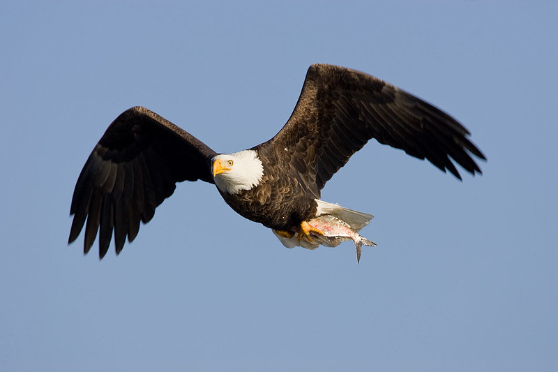 アメリカの国鳥って白頭ワシって知ってました?