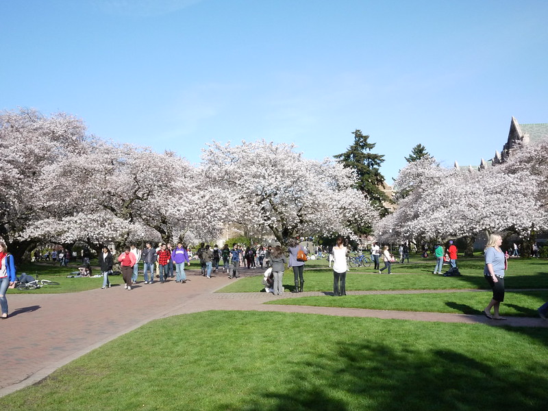 アメリカの桜を調べてみた